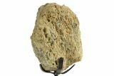 Fossil Triceratops Limb Section w/ Metal Stand - South Dakota #363618-2